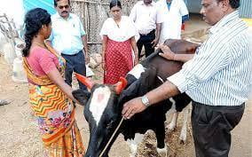 Health Camps for Human  and Milch Animal