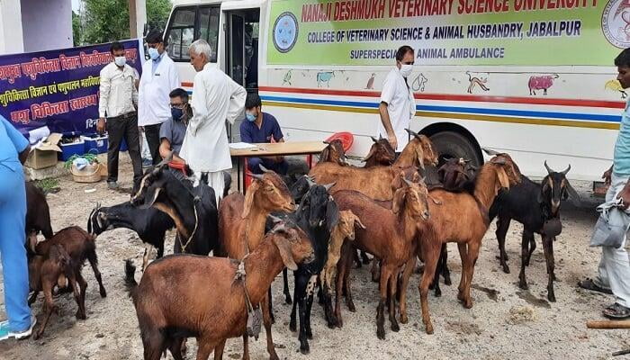 Veterinary Camp